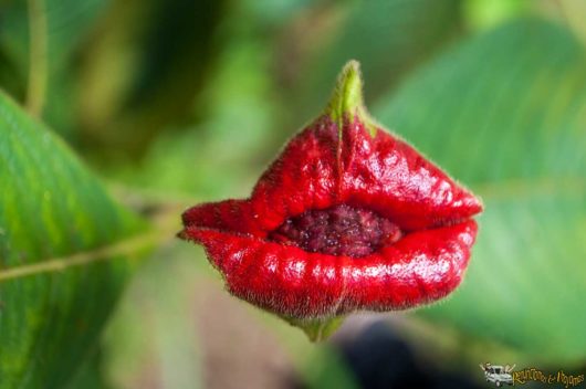 Reserva Natural Paway: una oportunidad de vida en la selva del Putumayo